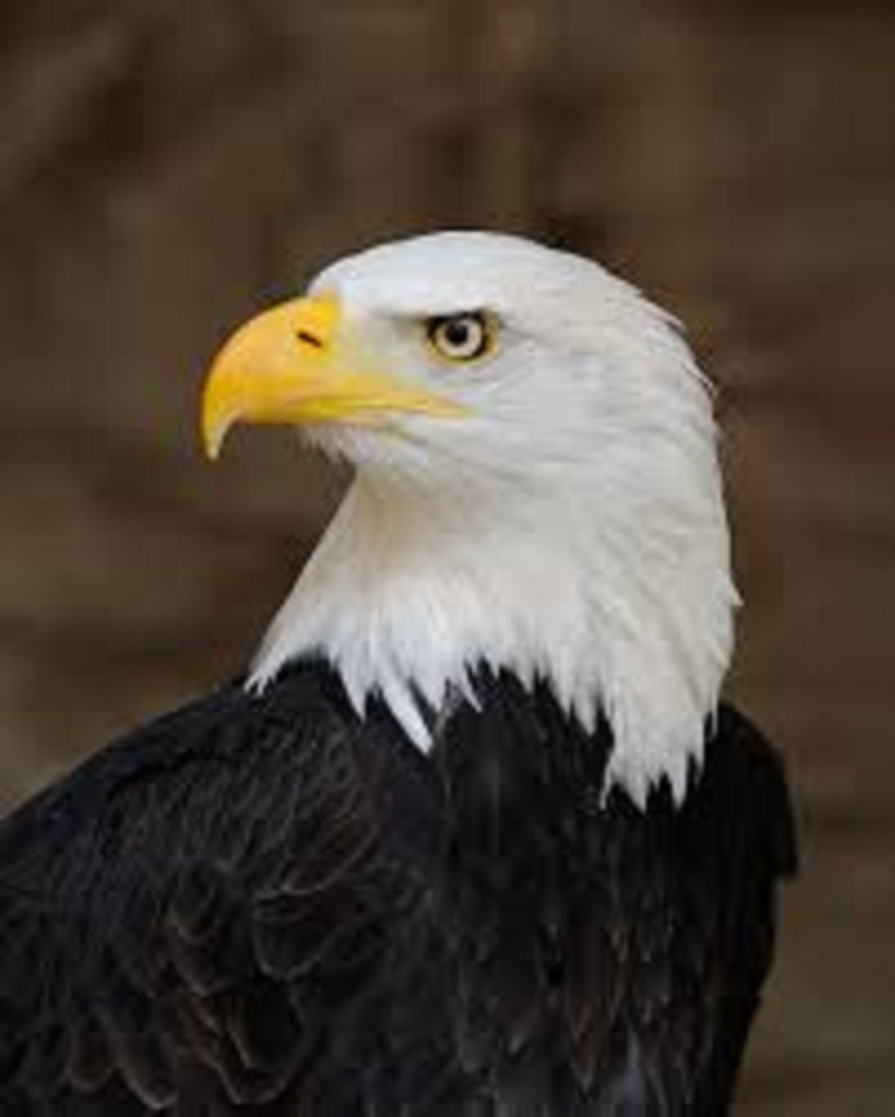 A bald eagle